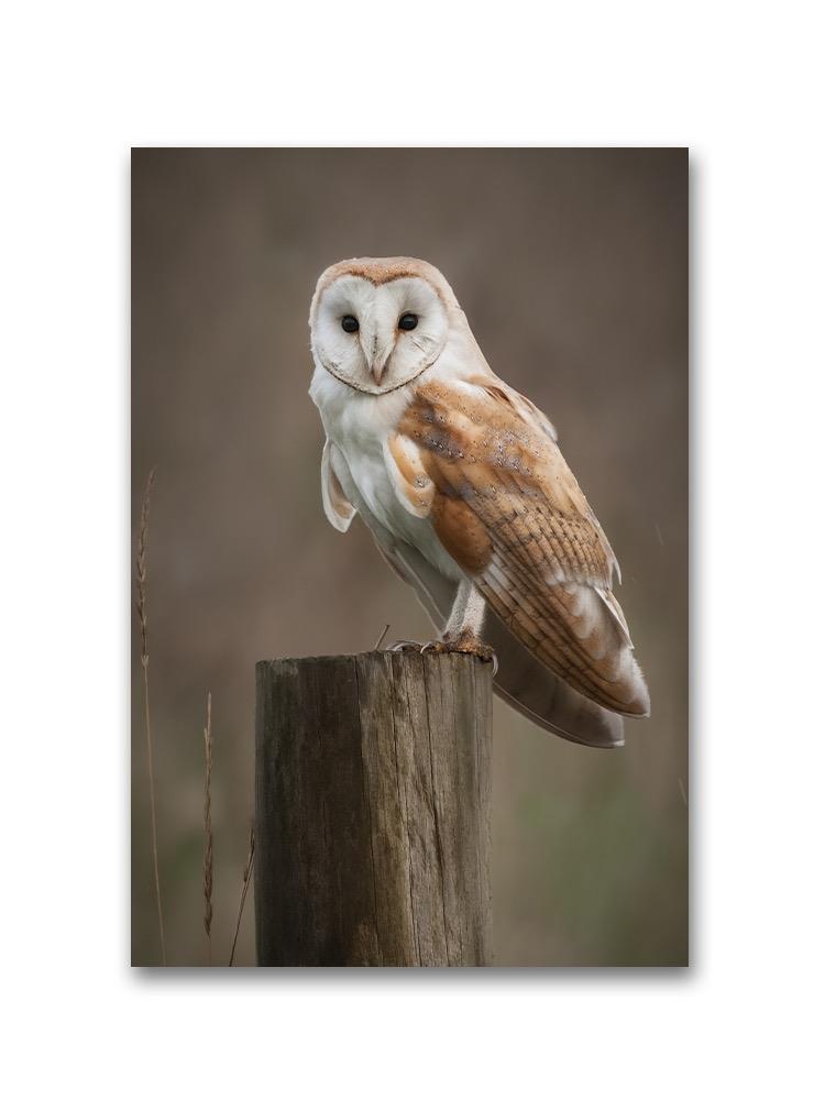 A Barn Owl Perches On A Fence Poster -Image by Shutterstock