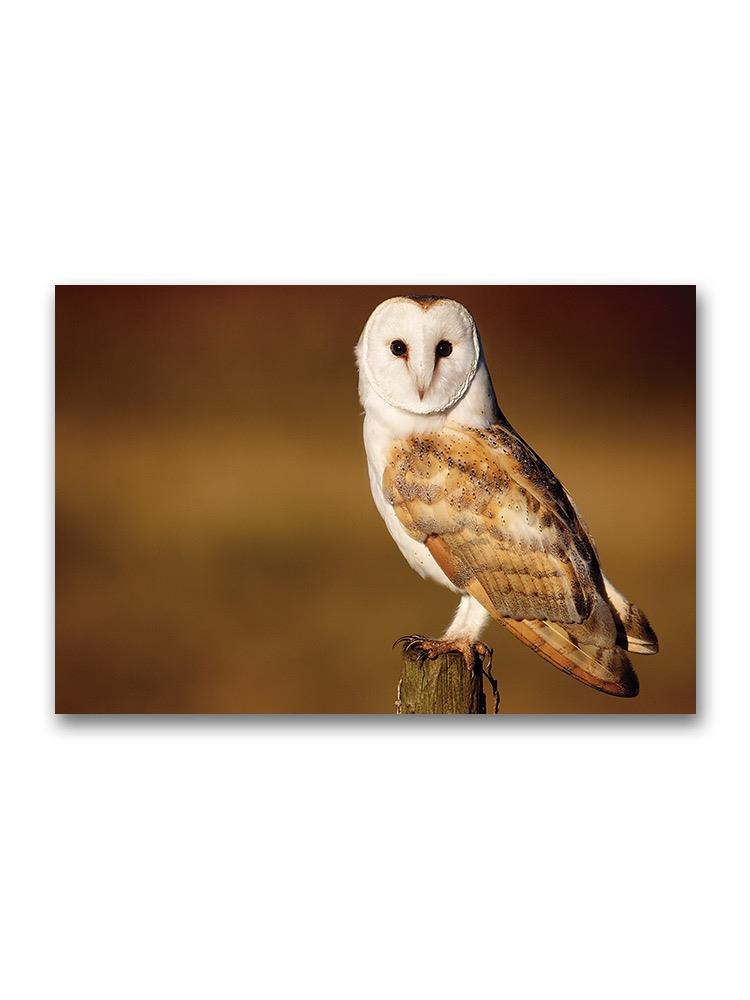 A Wild Barn Owl Poster -Image by Shutterstock