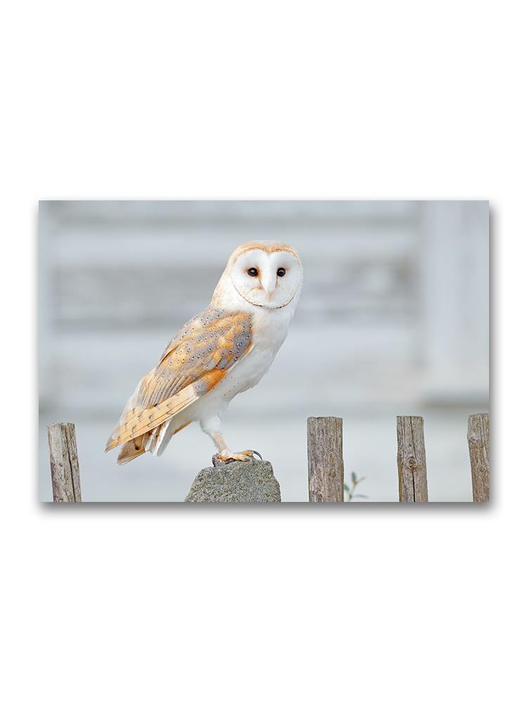 Barn Owl Sitting On Wooden Fence Poster -Image by Shutterstock