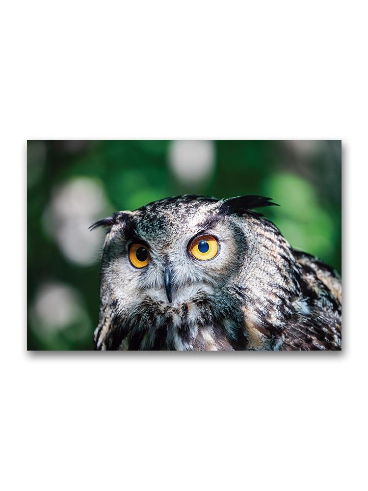 Eurasian Eagle-owl. Poster -Image by Shutterstock