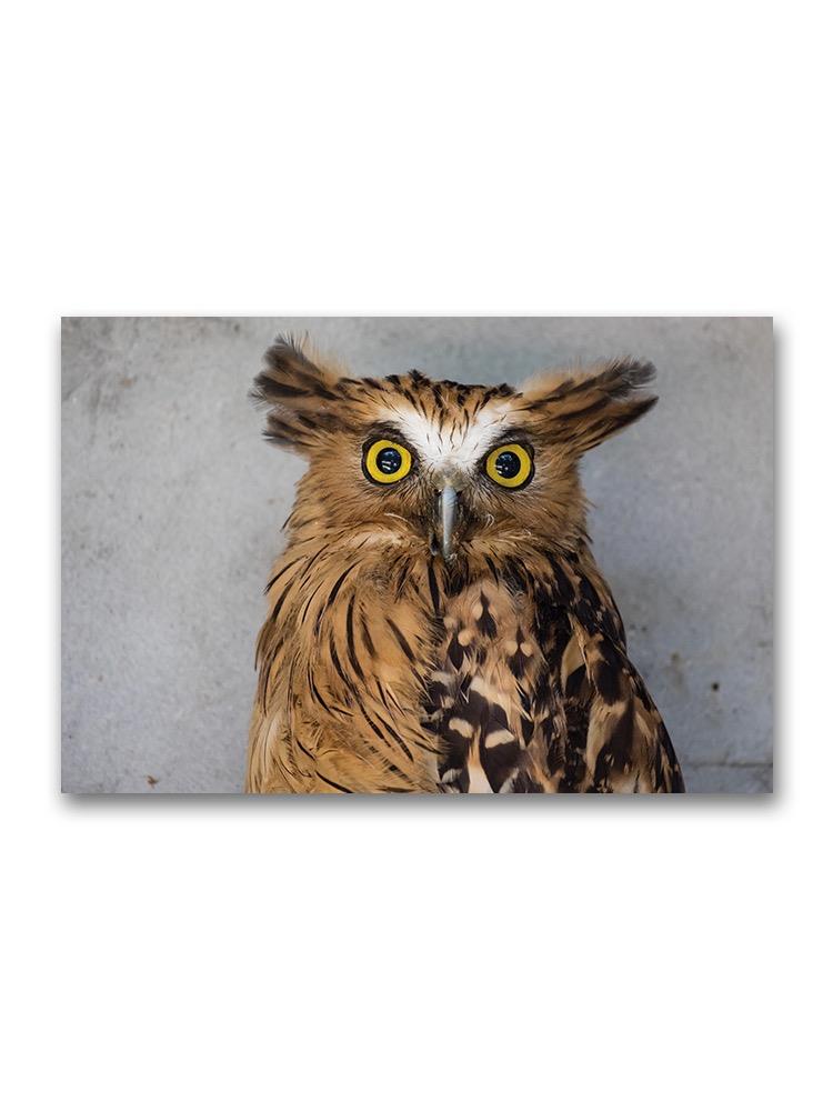 Portrait Of Angry Buffy Fish Owl Poster -Image by Shutterstock