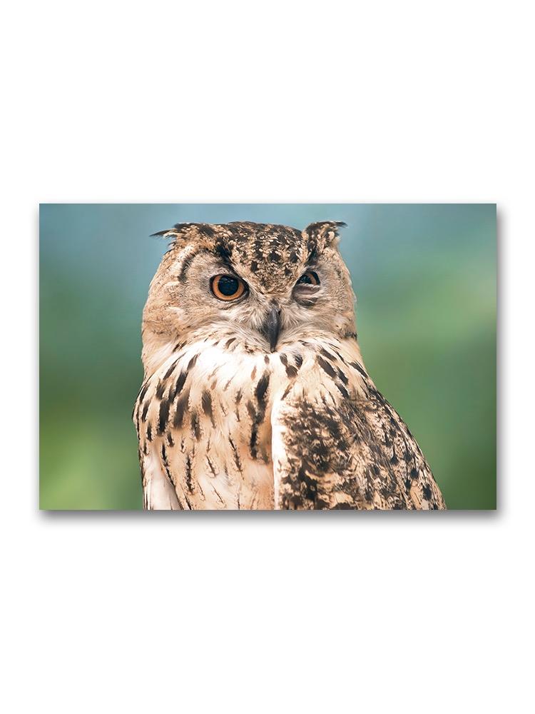 Owl Bird Portrait Poster -Image by Shutterstock