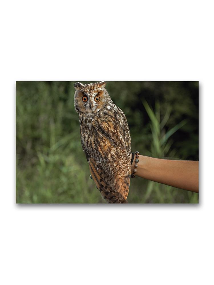 A Beautiful Long-eared Owl Poster -Image by Shutterstock