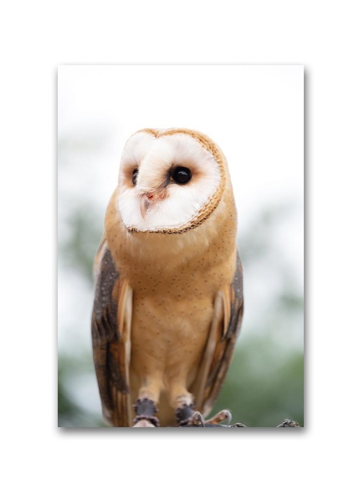 Raptor Outdoor Owl Portrait Poster -Image by Shutterstock