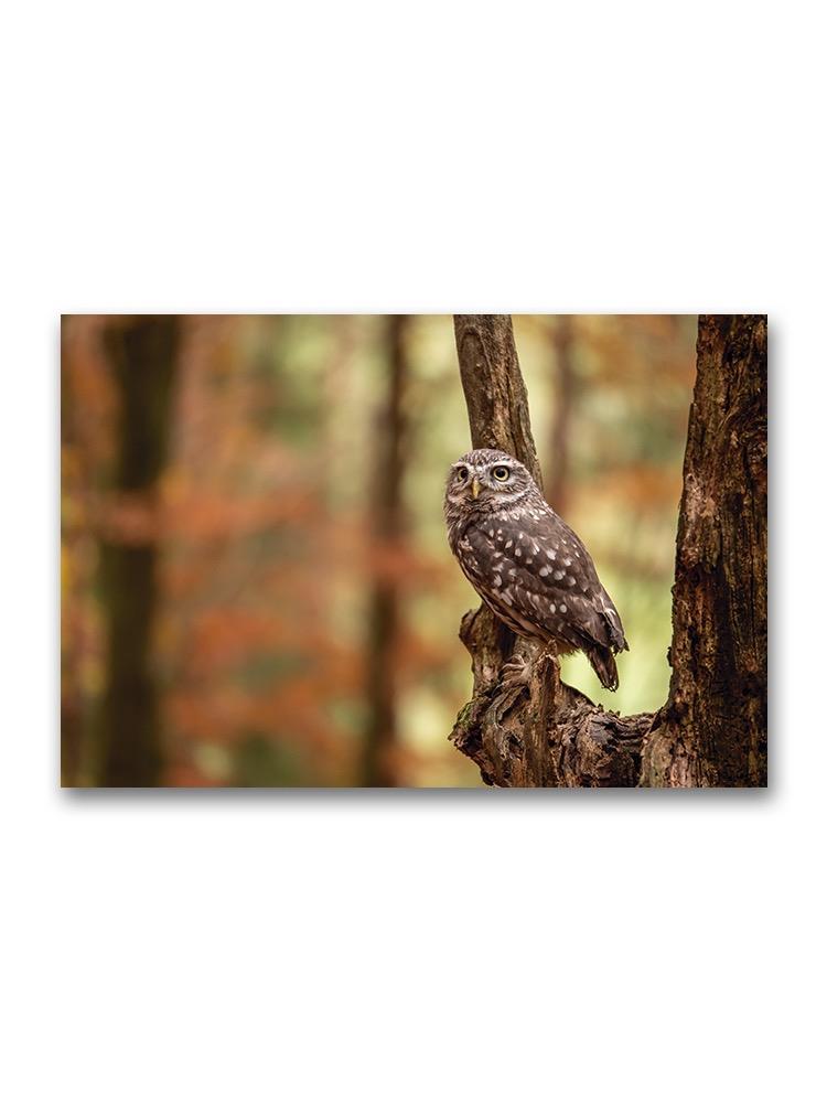 Owl Sitting On A Dry Branch Poster -Image by Shutterstock