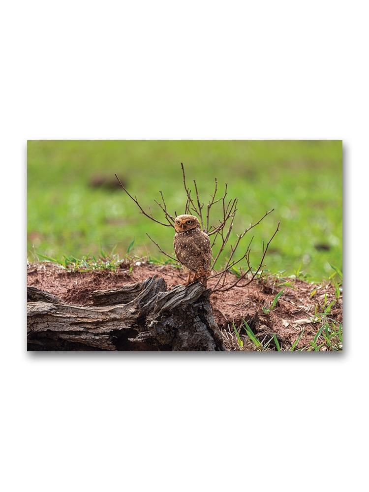 The Burrowing Owl Poster -Image by Shutterstock