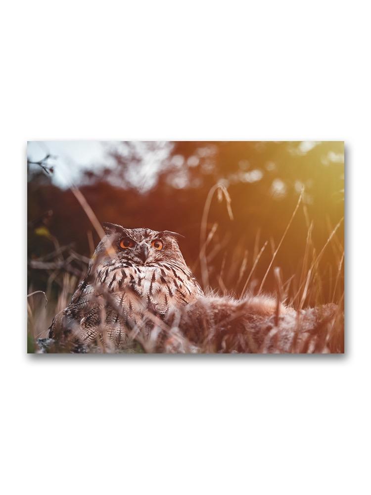 Owl In A Colorful Sunset Poster -Image by Shutterstock
