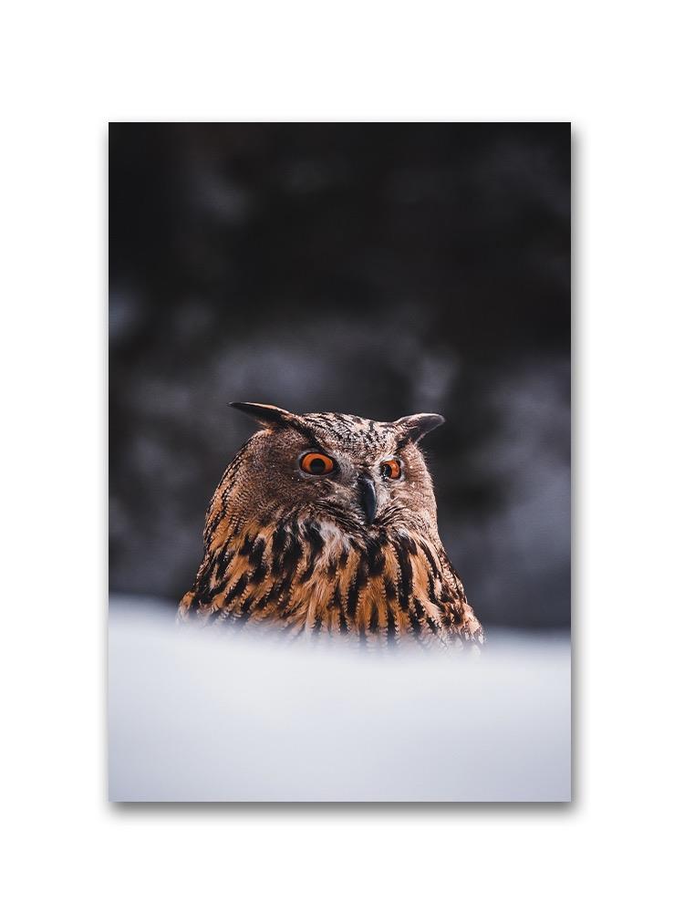 Cute Eurasian Eagle-owl Poster -Image by Shutterstock