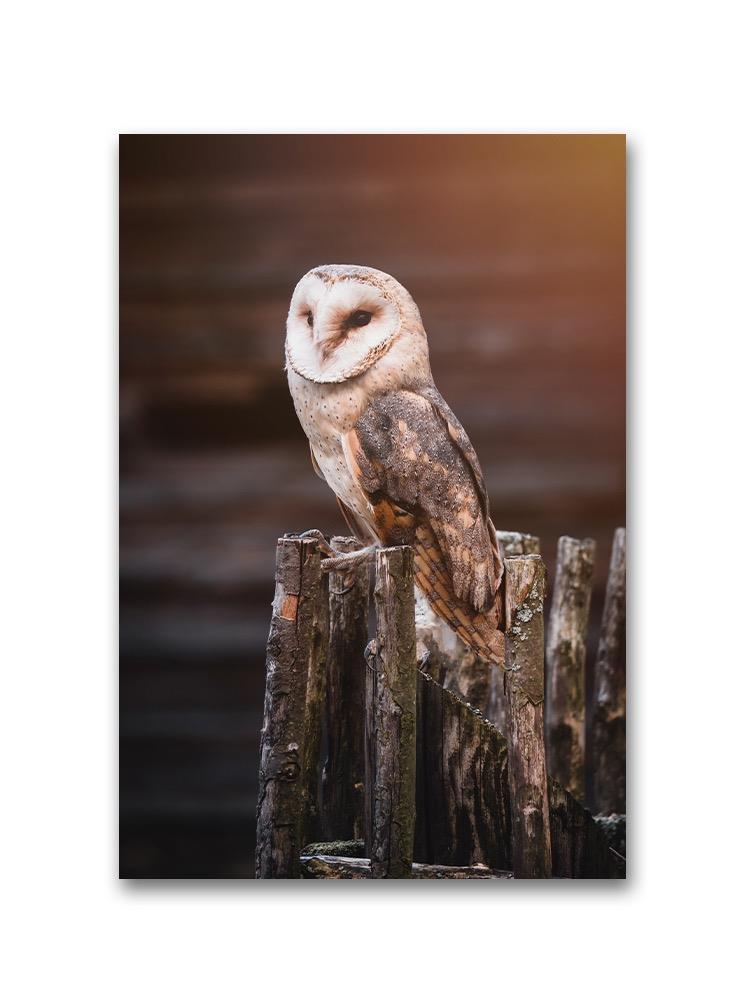 Owl Sitting On A Wood Fence Poster -Image by Shutterstock