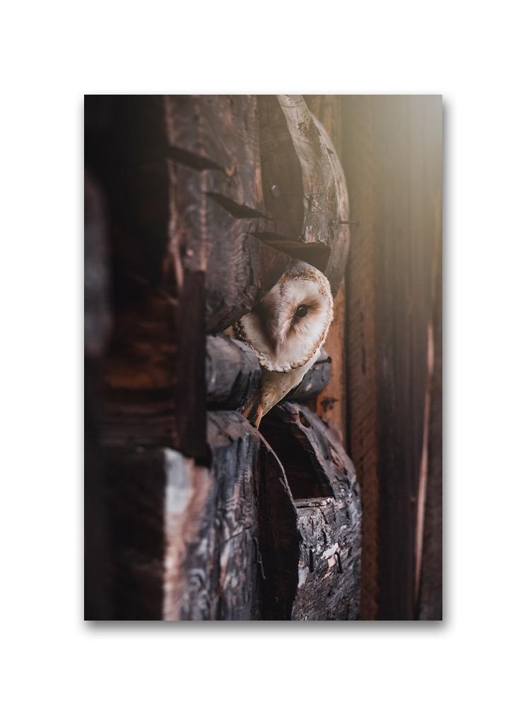 Peeking Owl Poster -Image by Shutterstock