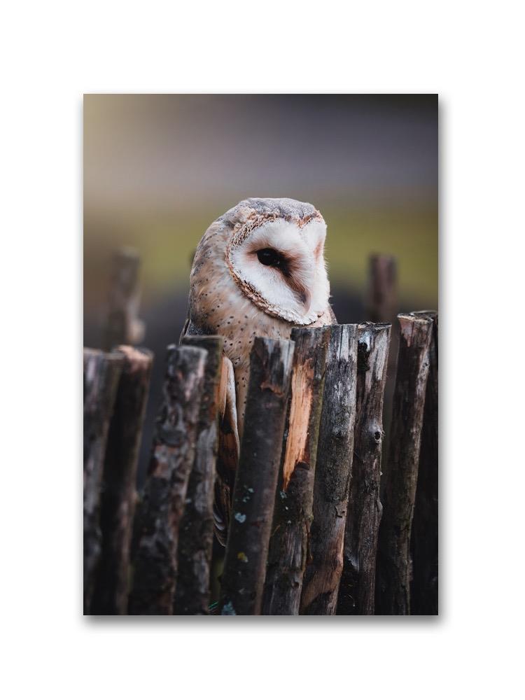 Owl Looking Over A Wood Fence Poster -Image by Shutterstock
