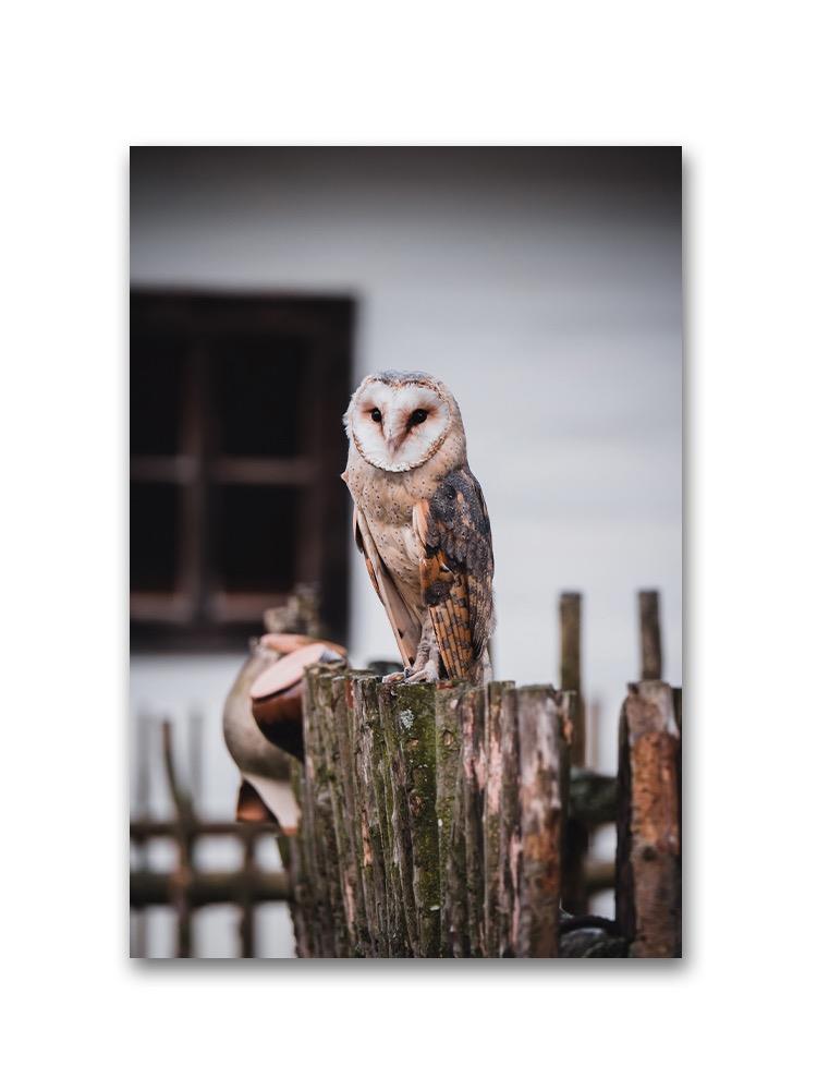 Barn Owl On A Wooden Fence Poster -Image by Shutterstock