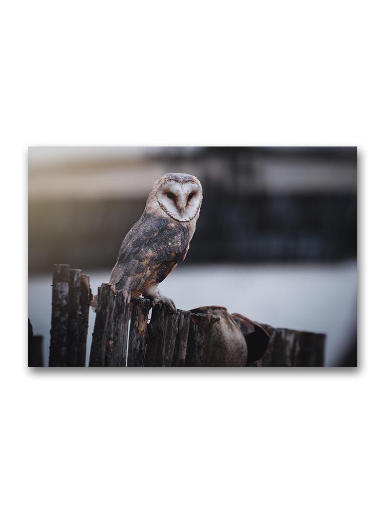Sitting Owl Poster -Image by Shutterstock