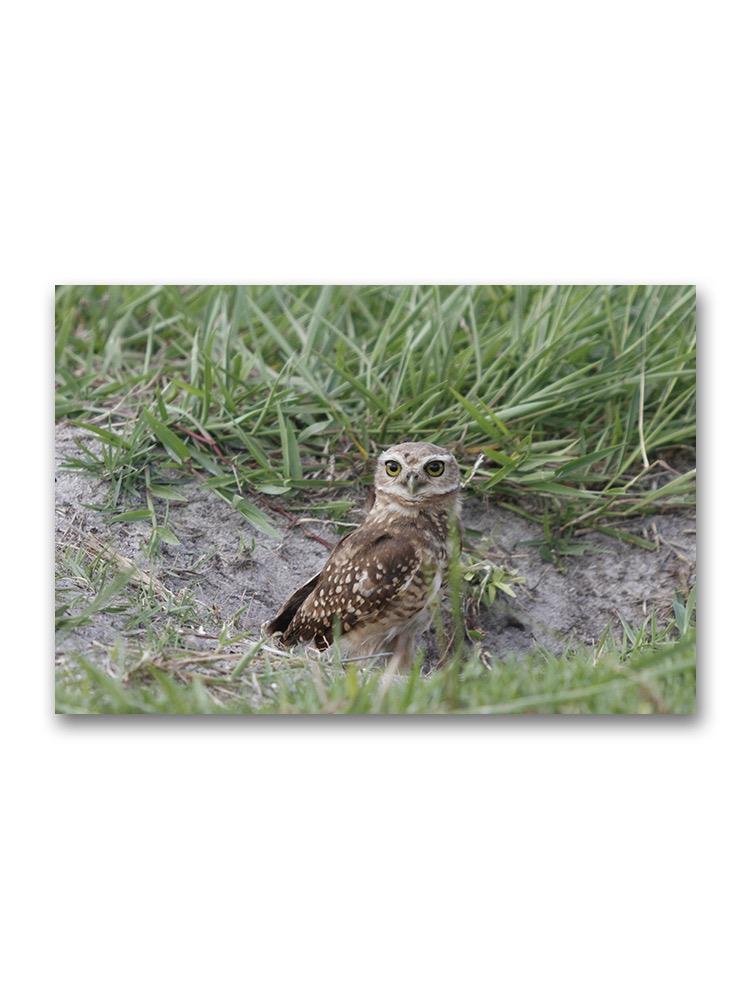 Cute Burrowing Owl Poster -Image by Shutterstock