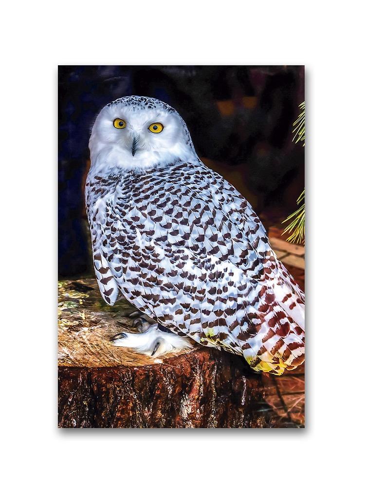 Great White Owl Portrait Poster -Image by Shutterstock