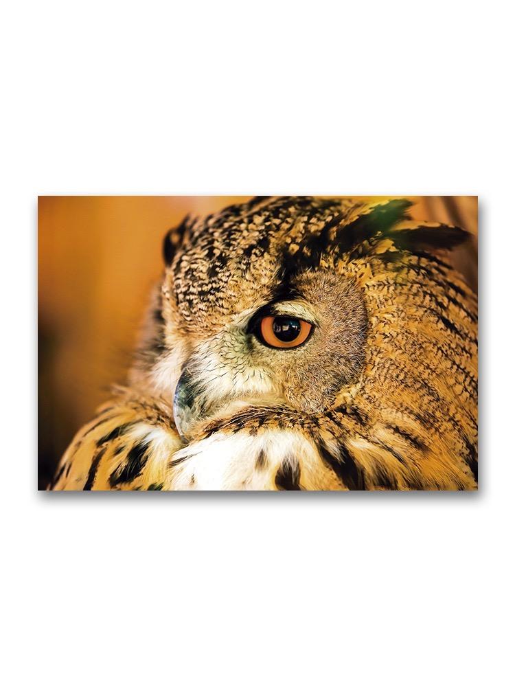 Cute Owl Face Portrait Poster -Image by Shutterstock