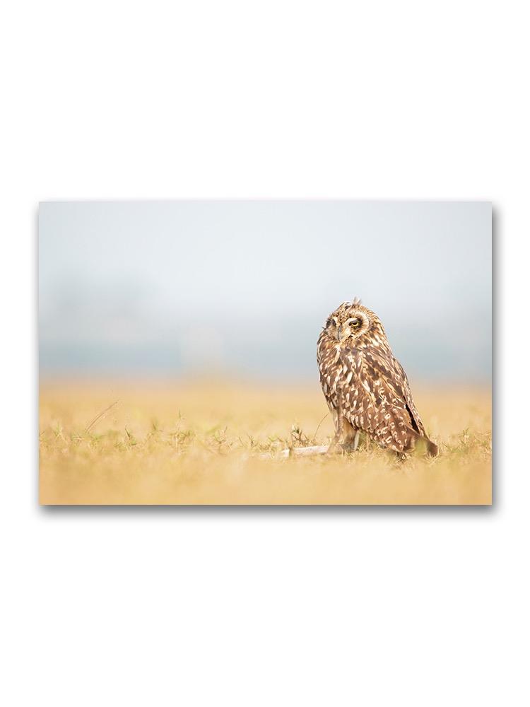Short Eared Owl Poster -Image by Shutterstock