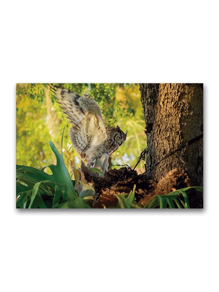 Landing Spotted Eagle Owl Poster -Image by Shutterstock