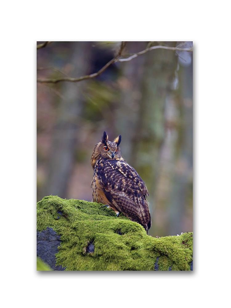 Cute Eurasian Ealge-owl Poster -Image by Shutterstock