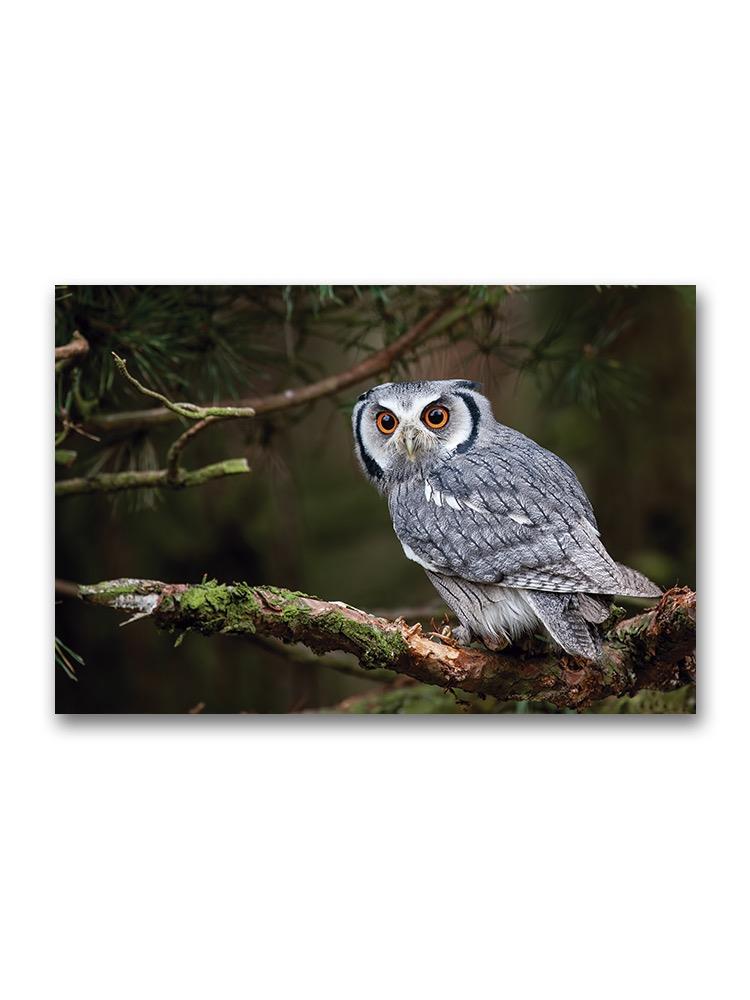 A White Faced Scops Owl Poster -Image by Shutterstock
