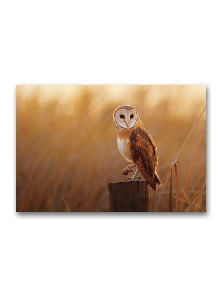 A Beautiful Barn Owl Poster -Image by Shutterstock