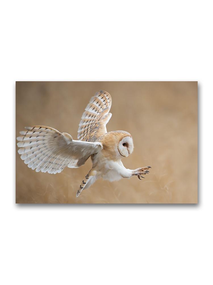 Barn Owl In Flight Before Attack Poster -Image by Shutterstock