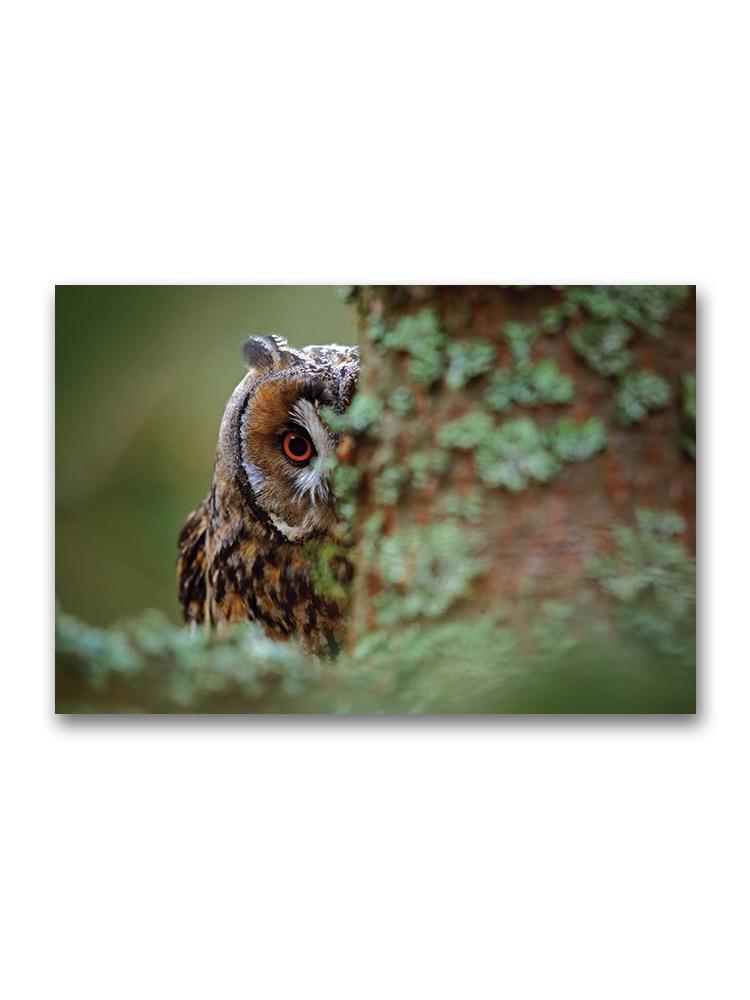 Owl Looking Behind Tree Poster -Image by Shutterstock