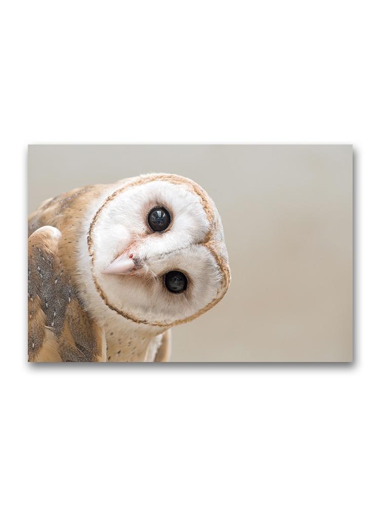 Common Barn Owl With Tilted Head Poster -Image by Shutterstock
