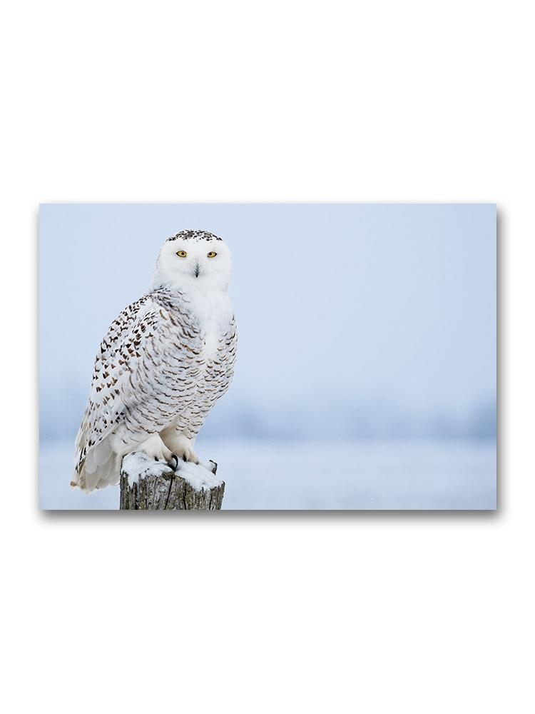 Cute Snowy Owl Poster -Image by Shutterstock