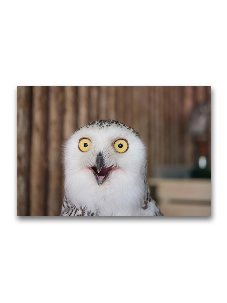 Close Up Snowy Owl Poster -Image by Shutterstock