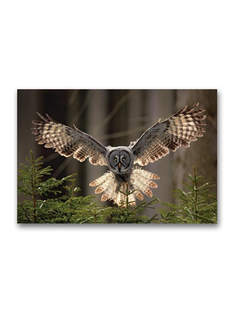 Owl Flying On The Forest Poster -Image by Shutterstock