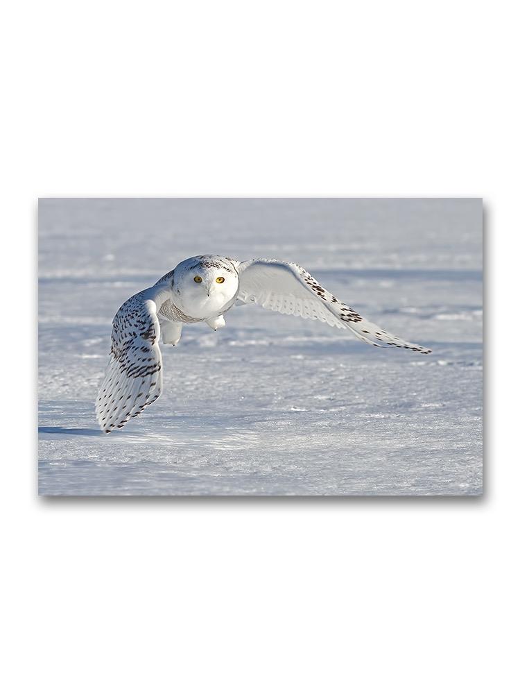 Snowy Owl Flying Low Poster -Image by Shutterstock