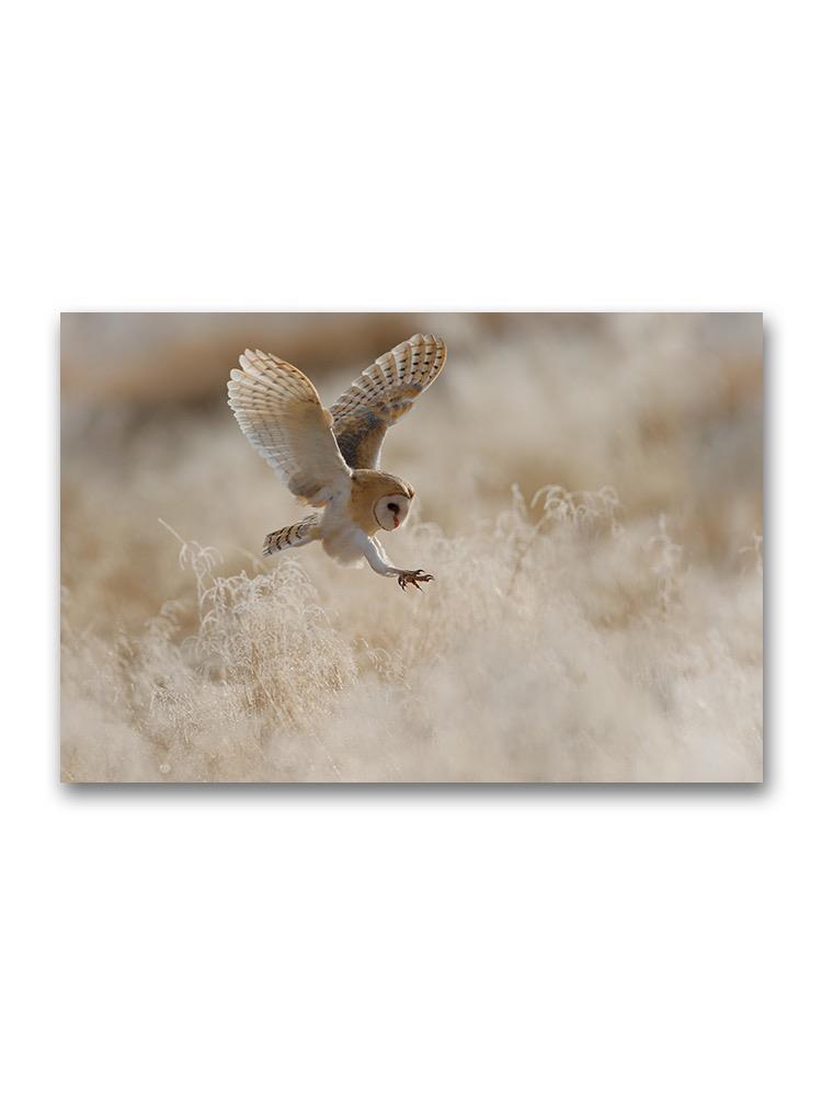 Hunting Barn Owl Poster -Image by Shutterstock
