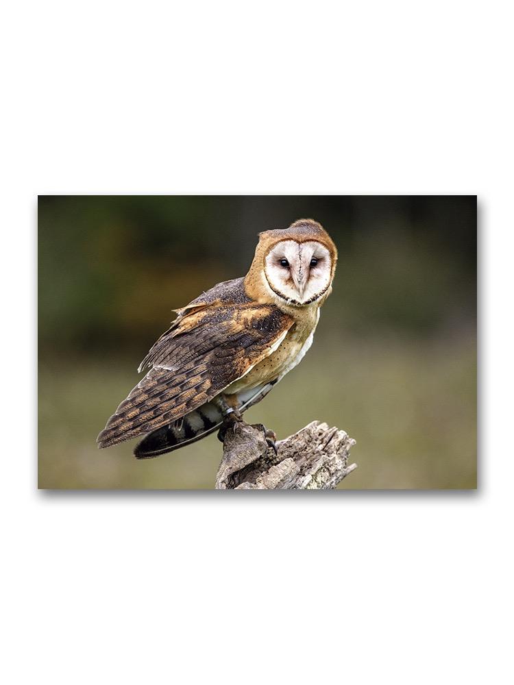 Canadian Raptor Barn Owl Poster -Image by Shutterstock