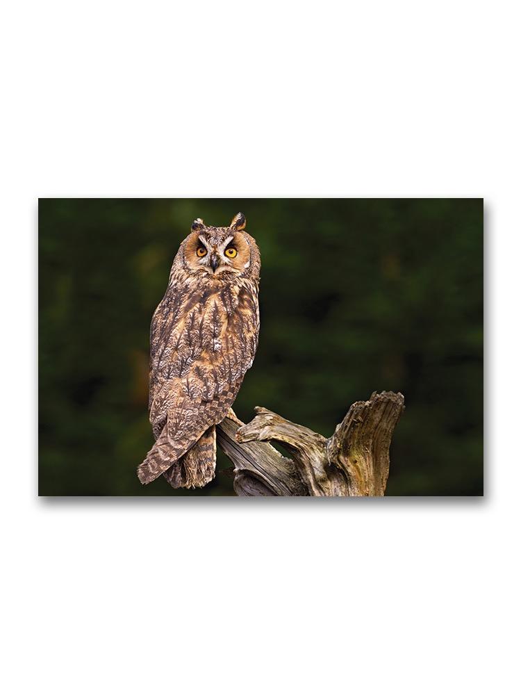 Long-eared Owl Sitting On Branch Poster -Image by Shutterstock