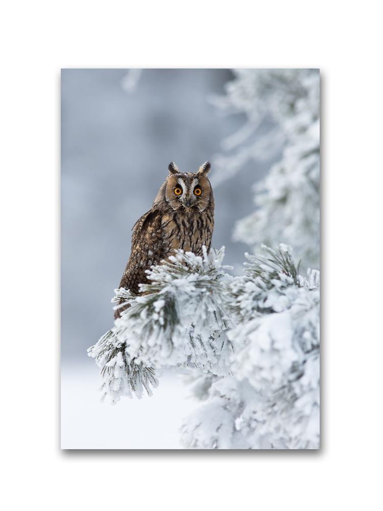 Long-eared Owl. Poster -Image by Shutterstock