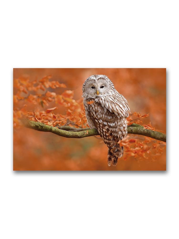Autumn In Nature With Owl Poster -Image by Shutterstock