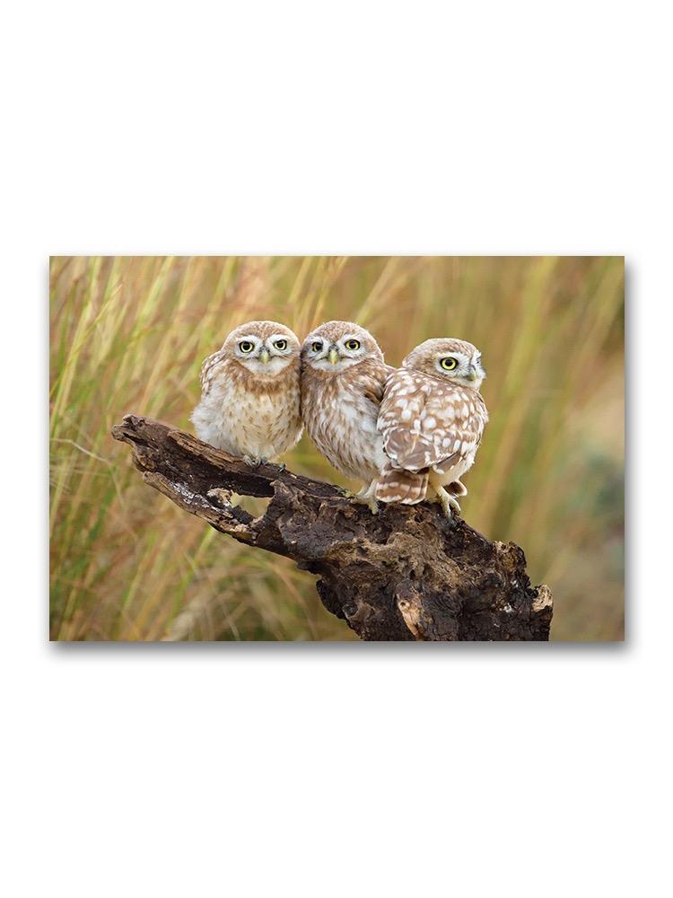 Little Owl's Family Portrait Poster -Image by Shutterstock