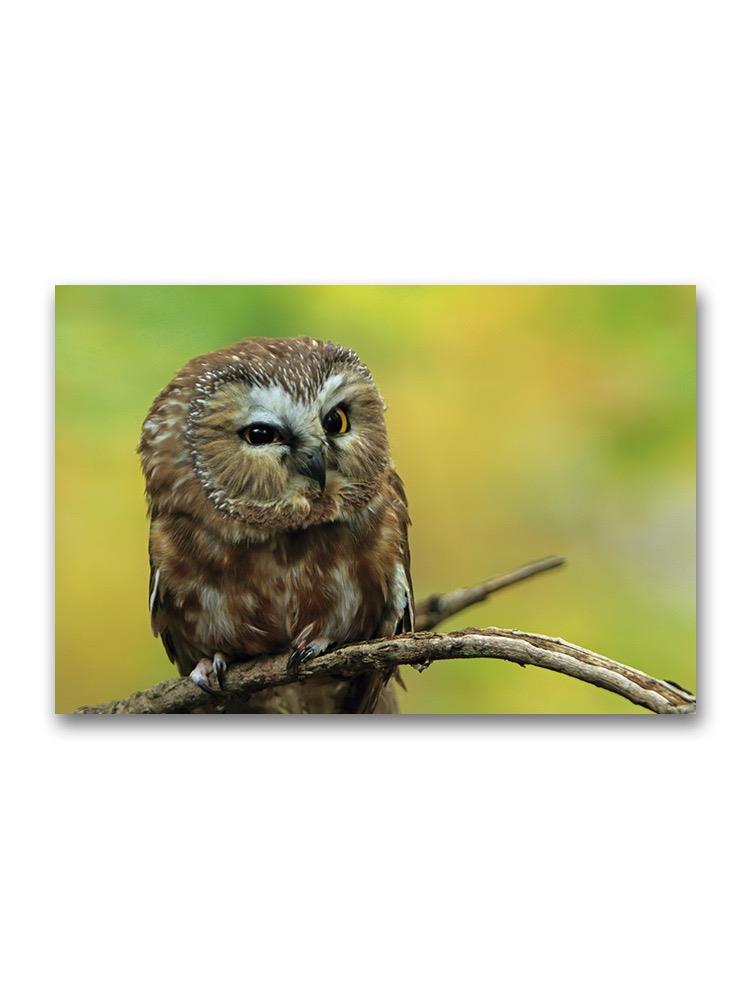 Small Owl On A Branch Poster -Image by Shutterstock