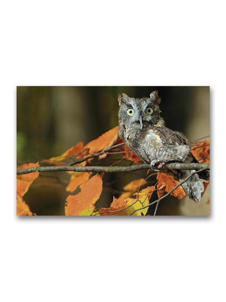Owl On A Branch Poster -Image by Shutterstock
