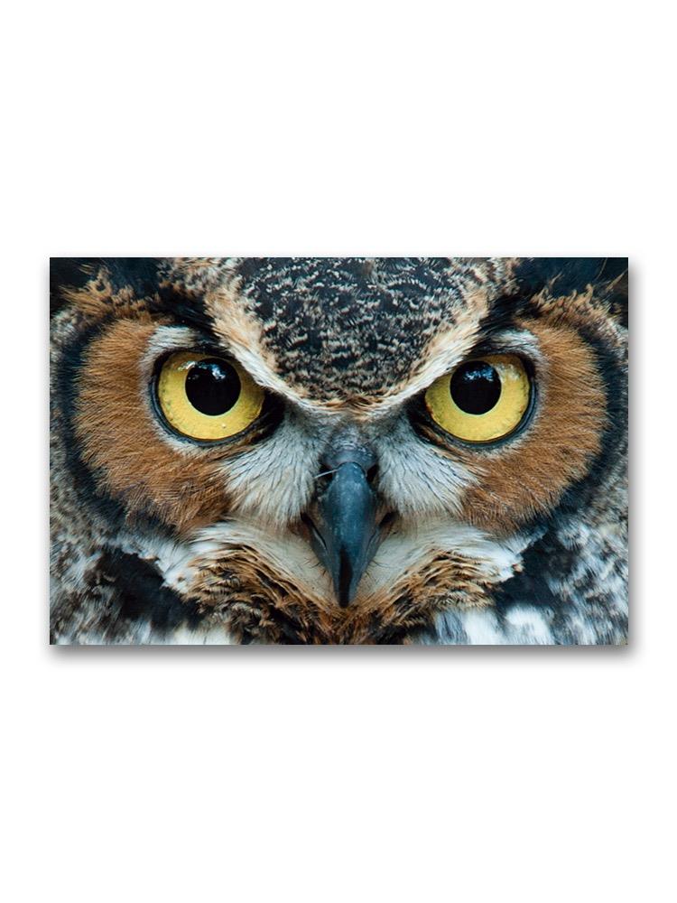 Owl Close Up, Staring Poster -Image by Shutterstock