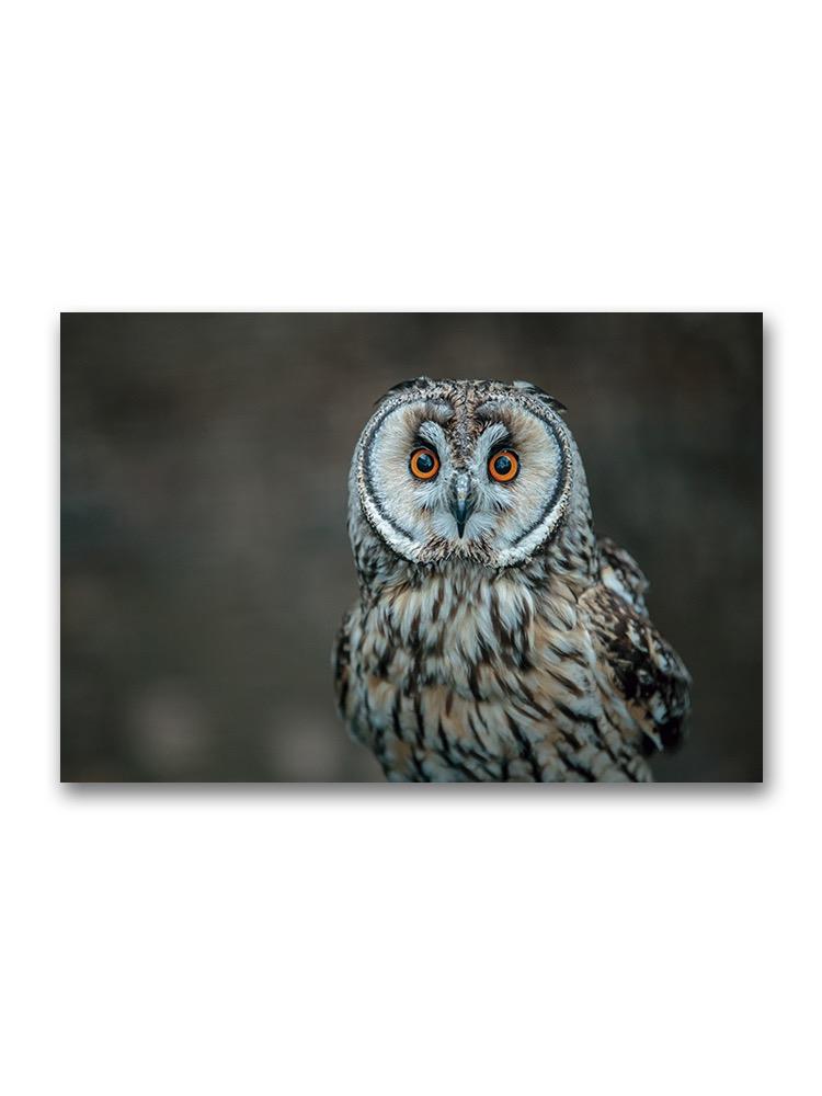 Cute Short-eared Owl Poster -Image by Shutterstock