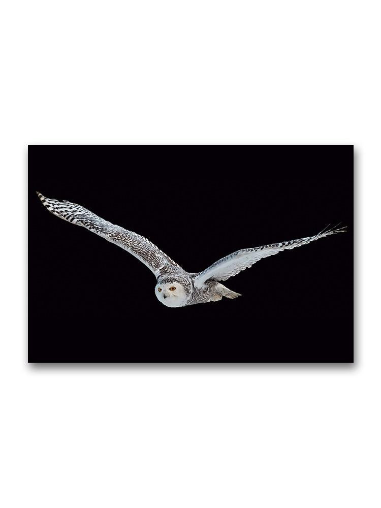 Flyng Beautiful Snowy Owl Poster -Image by Shutterstock