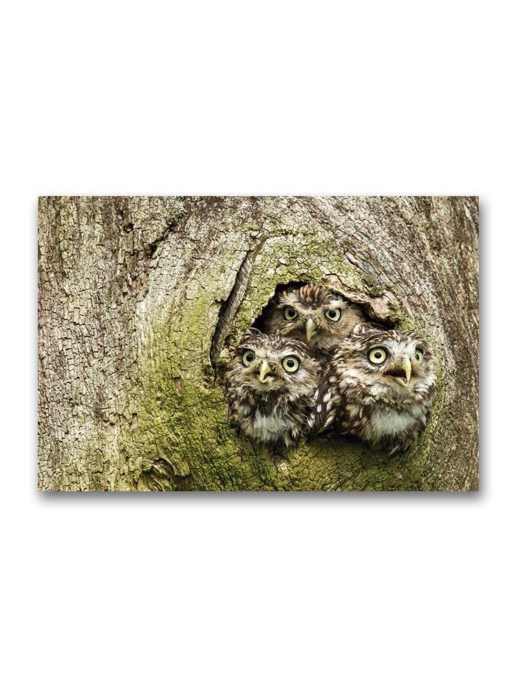 Three Little Owls In A Tree Poster -Image by Shutterstock