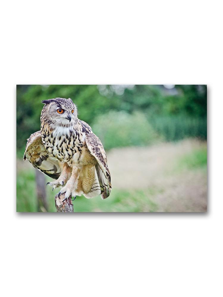 Portrait Of An Owl On A Branch. Poster -Image by Shutterstock