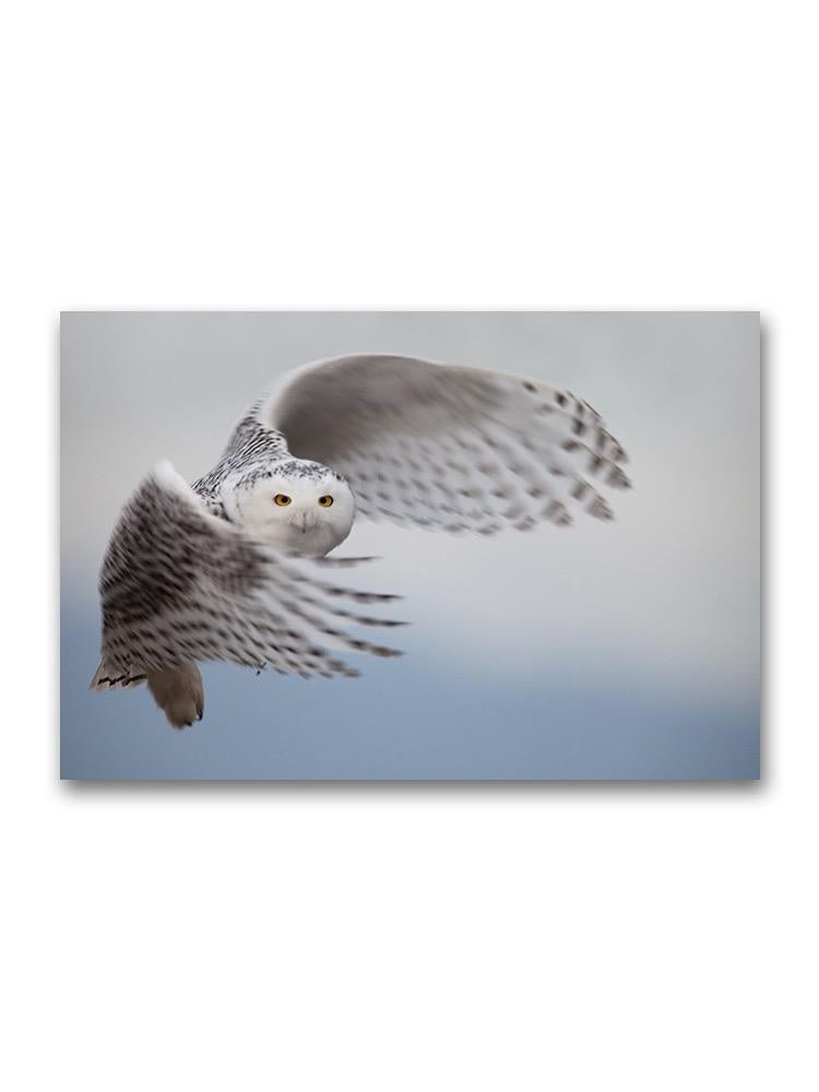Snowy Owl In Flight Poster -Image by Shutterstock