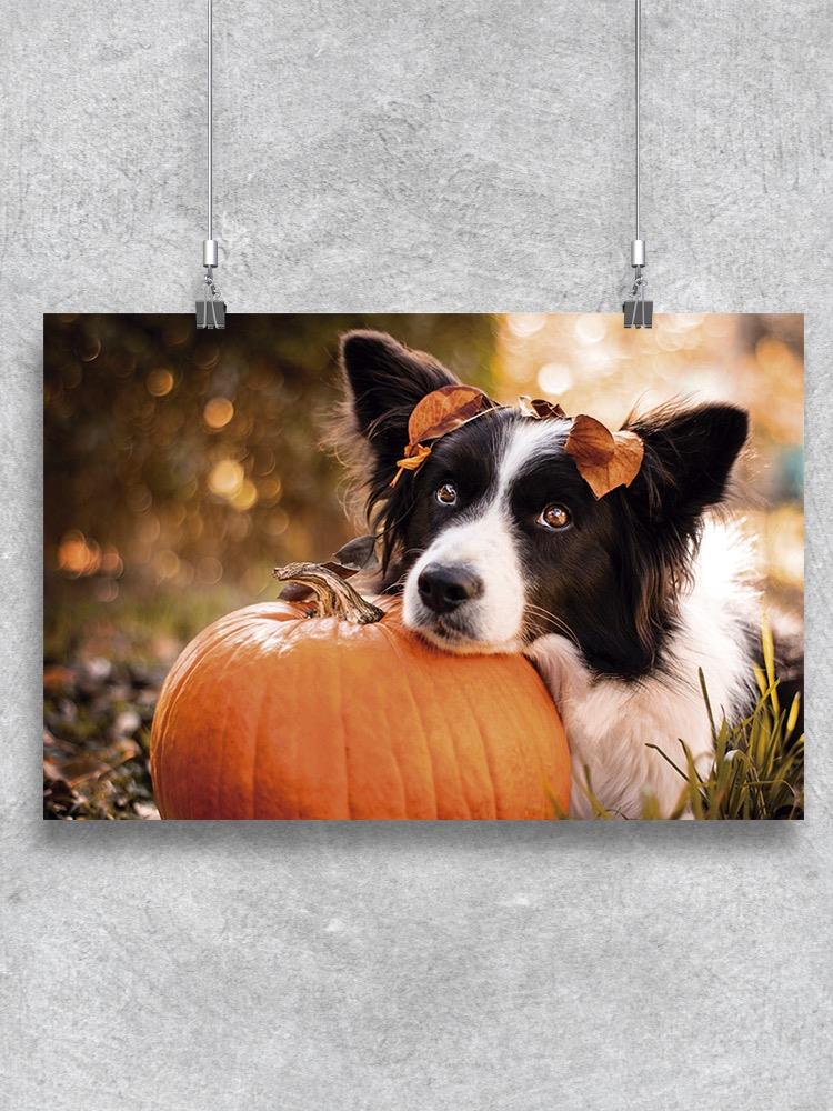 Cute Border Collie With Pumpkin Poster -Image by Shutterstock
