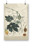 Botanical Drawings And Notes Wall Art -A. Descubes Designs