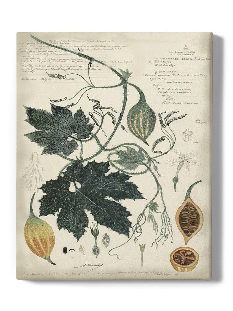 Botanical Drawings And Notes Wall Art -A. Descubes Designs
