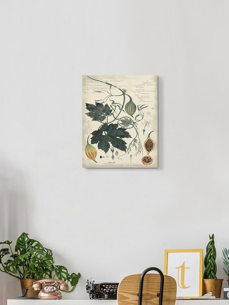 Botanical Drawings And Notes Wall Art -A. Descubes Designs
